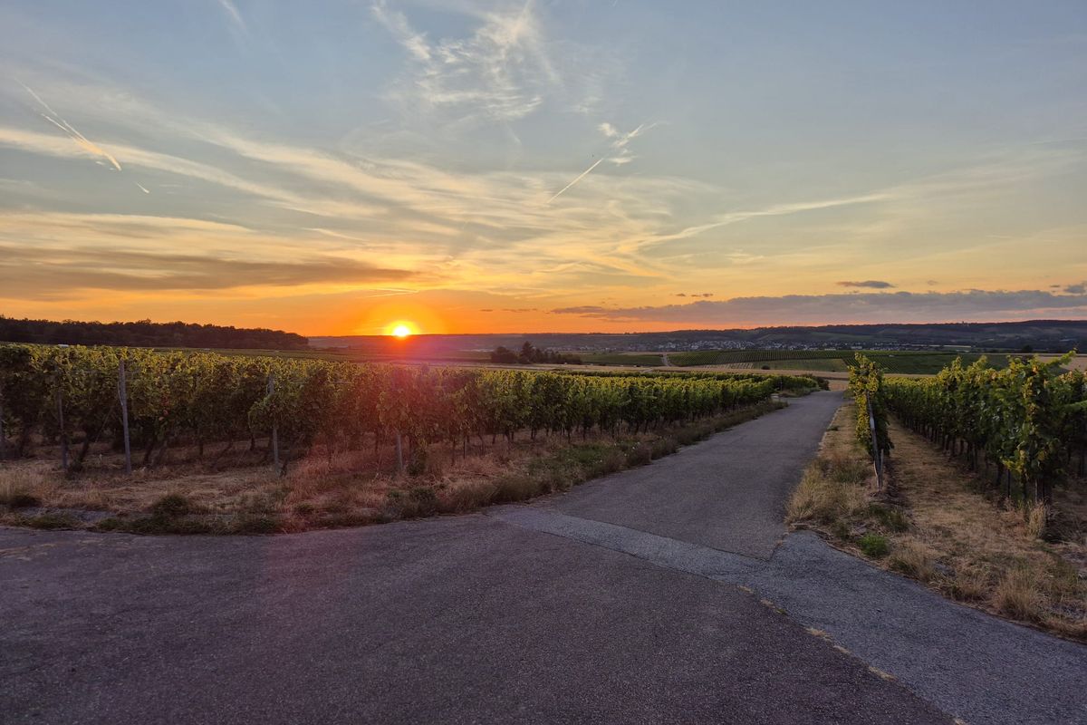 Sonnenuntergang über den Weinbergen
